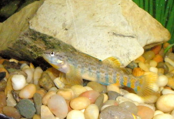 1-rainbow-darter-best.jpg