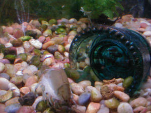 Bluegill In Aquarium